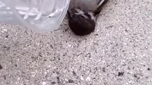 Viral video clips 🥰🐦🕊️