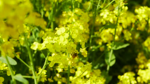 The bee and yellow flowers
