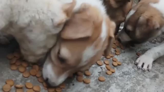 Donate Dog 🐕 food !!