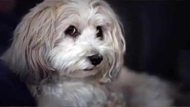 🤣 Funny dog videos try not to Laugh clean 🤣