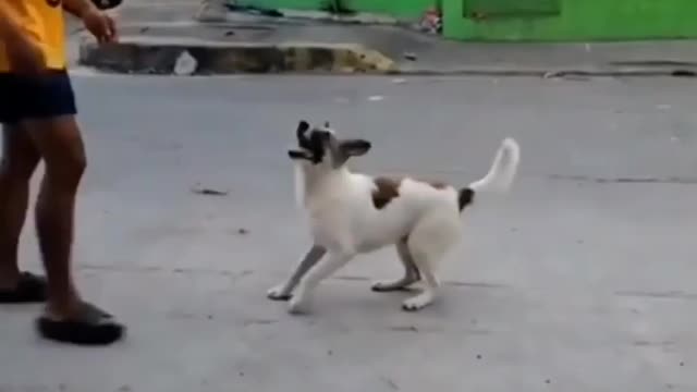 Adorable street dog going to be a huge NBA player