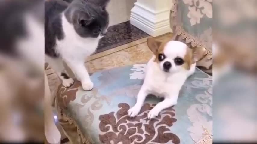 π±βππ±βπ Cute and π±βπ»π±βπ»Funnyππ Pomeranian ππVideosππππ