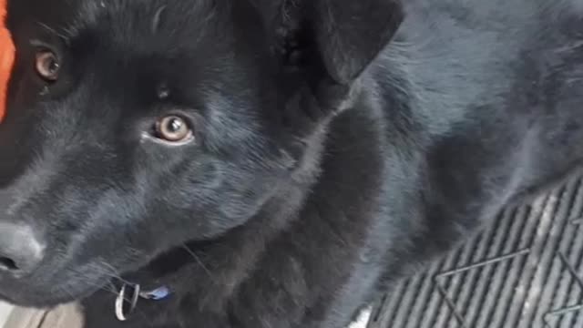 Dog is my best friend forever