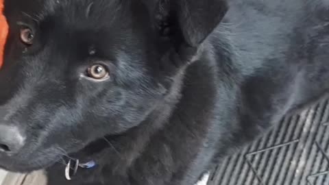 Dog is my best friend forever