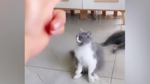 So cute cat | funny videos