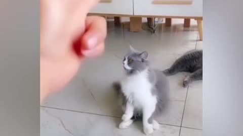 So cute cat | funny videos