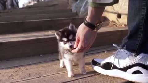 This husky puppy will melt your heart 😘😍😘😍