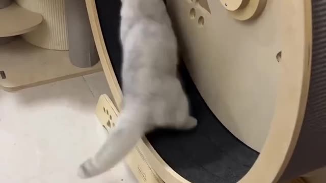 Cat's confusing behavior