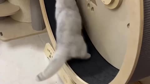 Cat's confusing behavior