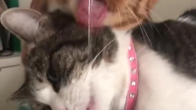 Cute cat's know how drink water,,