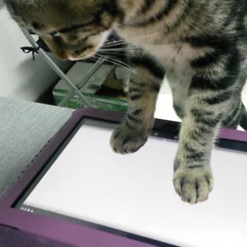 Gato jugador intrigado con juego de tablet