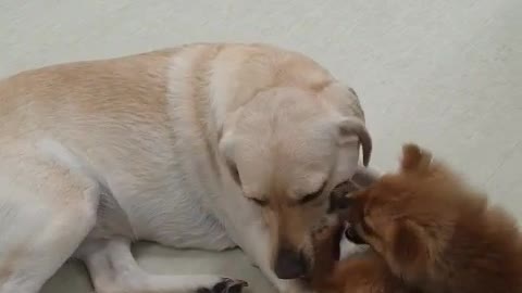 Pomeranian Nani is jealous of the Golden Retriever's older sister Seven's toys