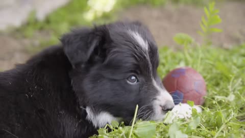 A cute little puppy plays with a ball and glances at the camera