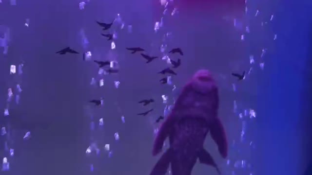 This little fish is drinking water