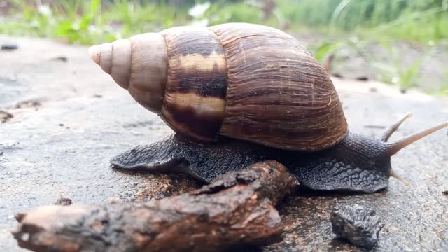 Who runs faster than a snail?