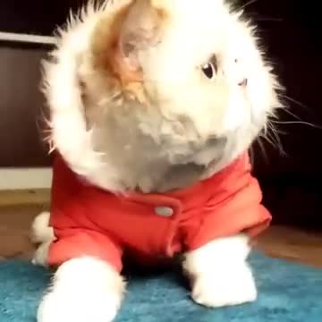 michael jackson cat walk