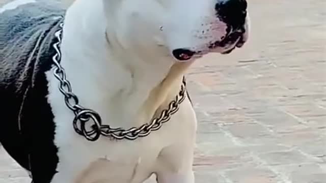 White nd black pitbull very danger