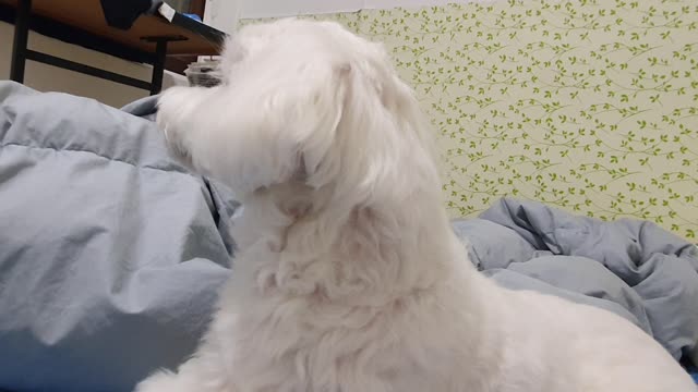 happy puppy