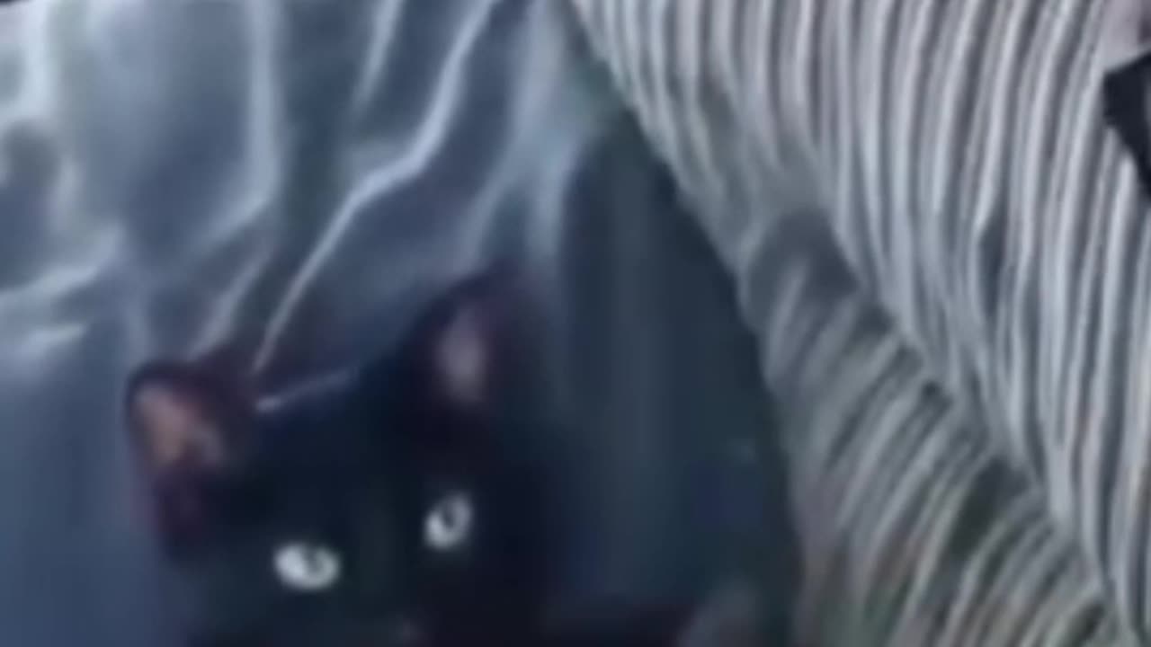 Copy cat
