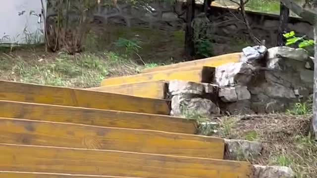 The trees by the steps