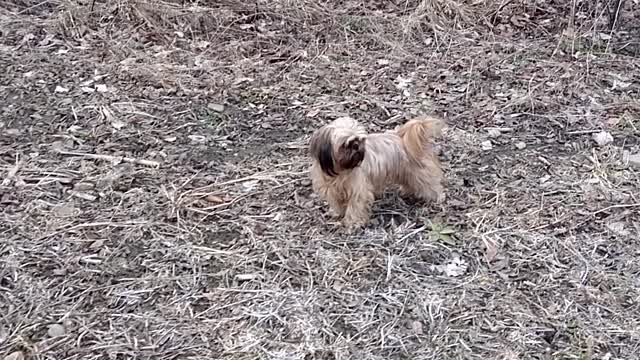 Hiking with Sassie