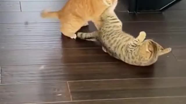 Sneak attack! Cats do their best WWE impression.