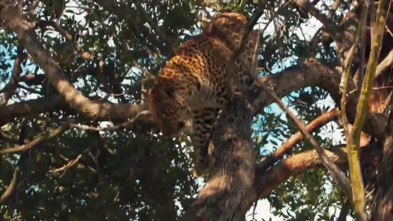 African leopard