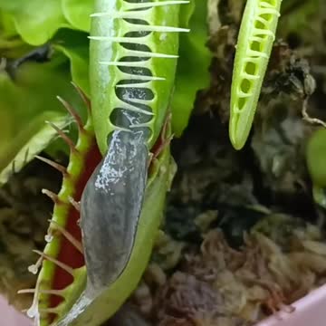 Even plant can save itself