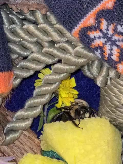 My pet Bee giving me the finger!