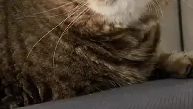 Awesome SO Cute Cat ! Cute and Funny Cat Videos to Keep You Smiling! 🐱