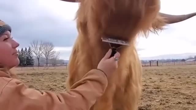 Combing the hair of Cow