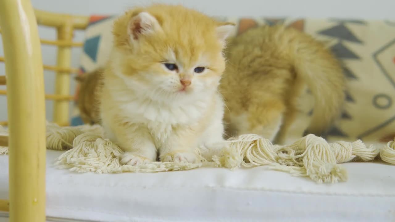 ASMR eating _ Kitten Pudding Wants To Play But Orange Just Wants To Eat Snacks