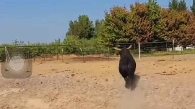 Bull speed 😱