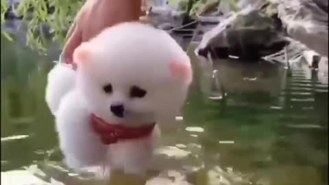 Aww 😍 Baby Pomeranian Cute and Funny | Pomerania divertido y lindo | Yaii Pets