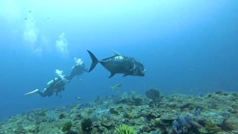 giant horse mackerel over 1m long