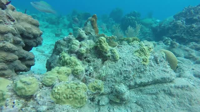 Beautiful Under Ocean Stock footage Royalty- free