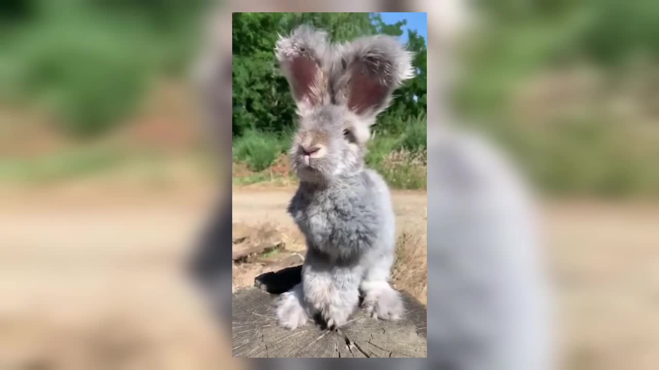 Cute fluffy bunny