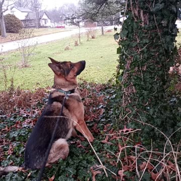 Virgil german shepherd!