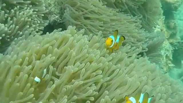 Koi Fishes Diving Near Coral reefs