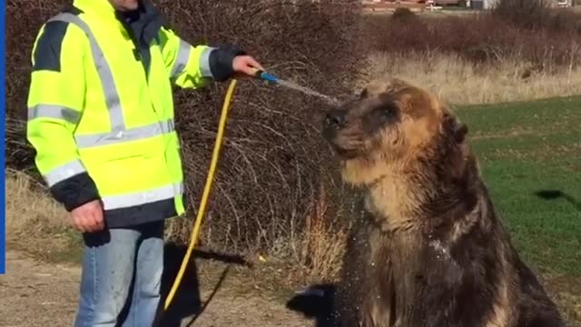 Guy gives his brown bear friend a bath 💓