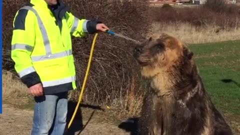 Guy gives his brown bear friend a bath 💓