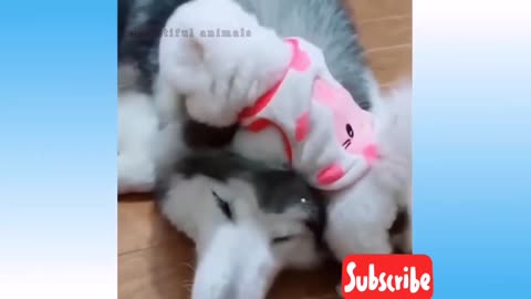 cute pets _ funny pets