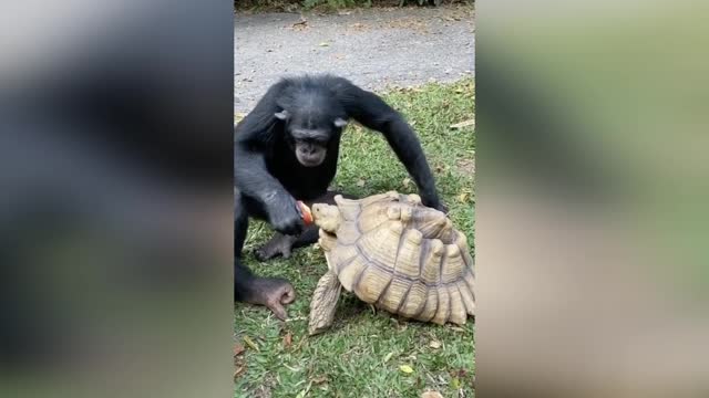 The monkey feeds his turtle friend