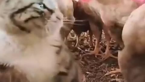 Funny animals video