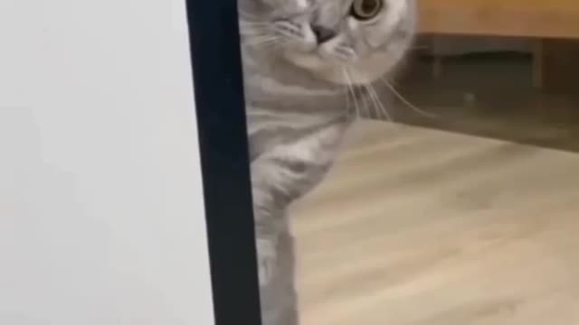 Cat really love Detective Job | Detective Cat