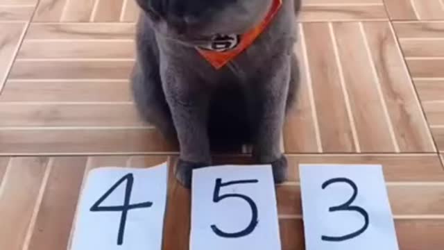 Cute cat is very smart