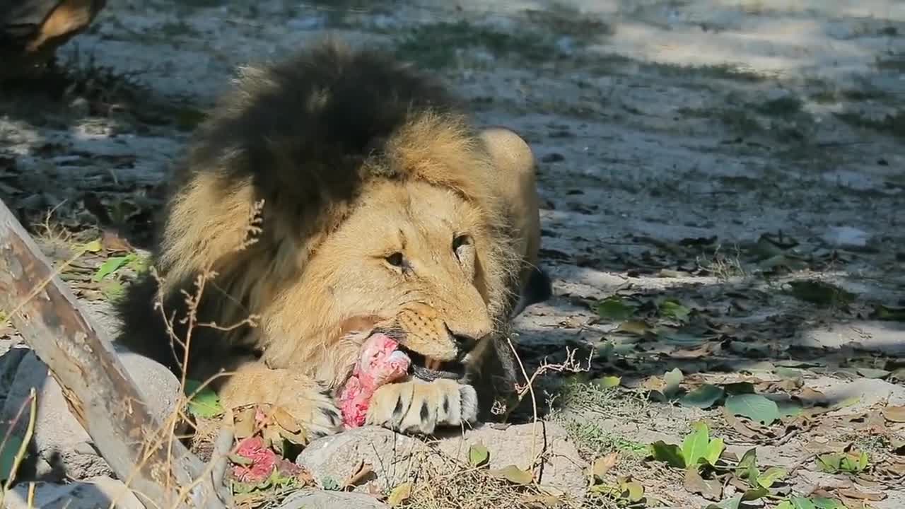 Planet Animals