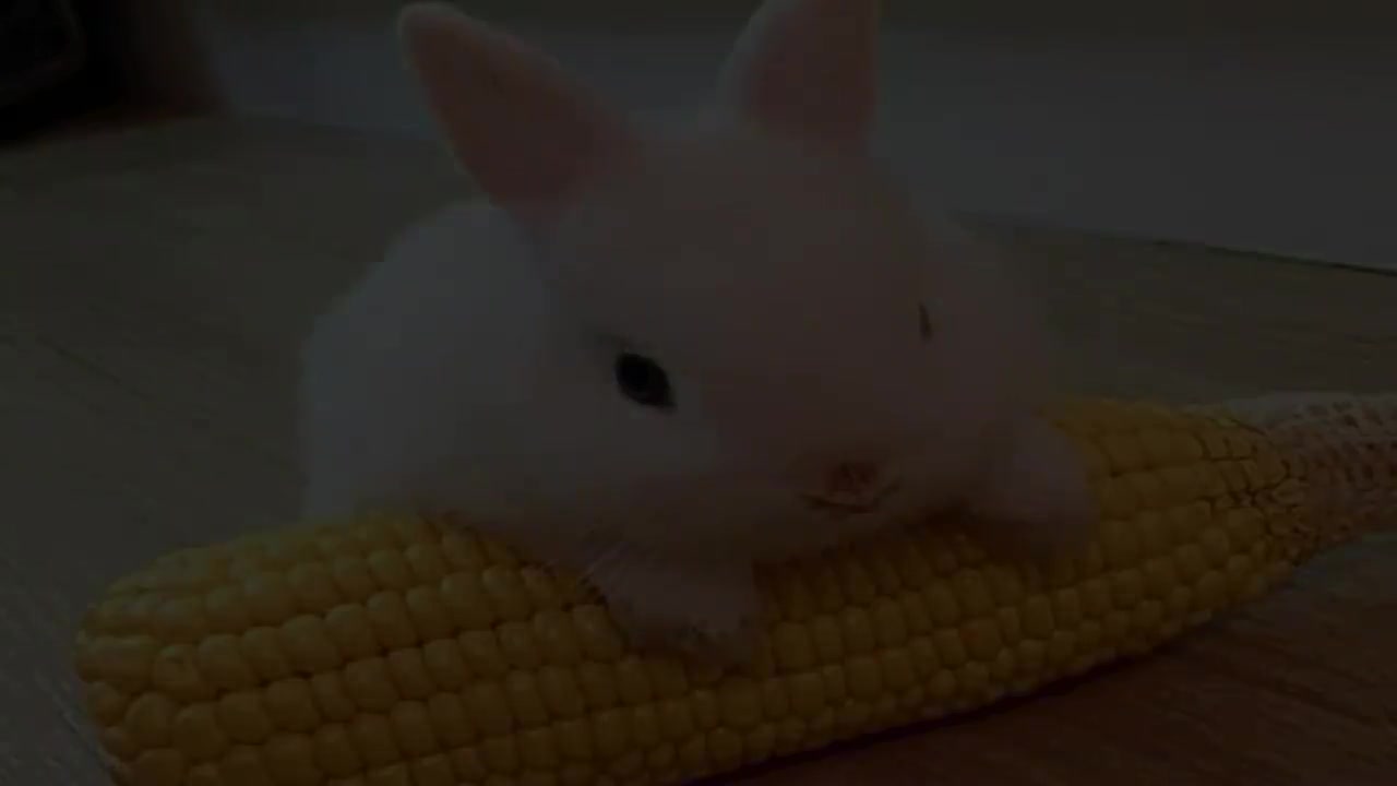 Cute Rabbits Compilation
