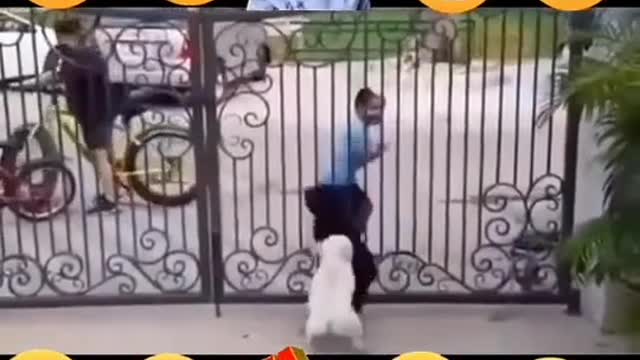 Funny Kid Dance In Frent of Dogs