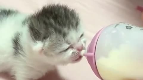 The kitten drank milk in the hope that it would grow strong